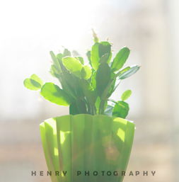 语文问题 绿()如() 填成语