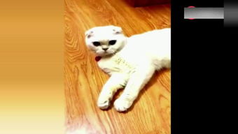 跪求猫咪大战争的猫粮「修改版」,一定要「最新版」,有的就给连节或密
