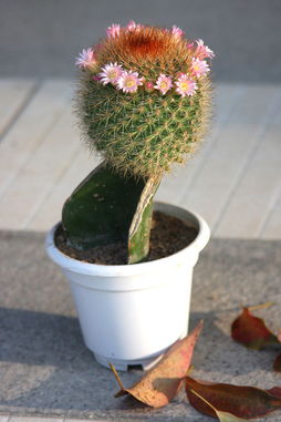 仙人球的特点，仙人球的特点外貌描写作文