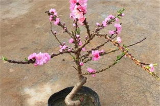 桃花是什么时候开?