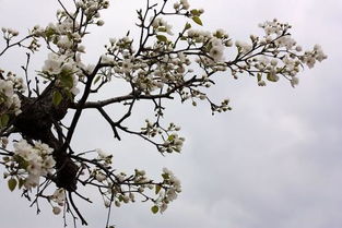 梨花是什么季节开的，菊花是什么季节开的