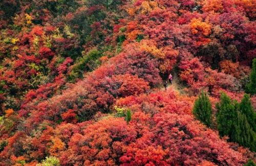 烂漫无比的意思?