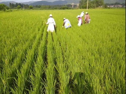 袁夫稻田在哪里有什么好玩的