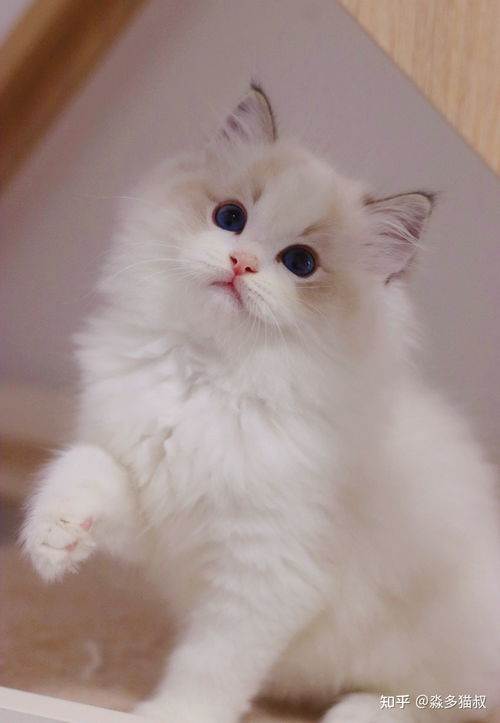 布偶猫的大概价格，布偶猫的大概价格2020