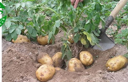 土豆种植时间，土豆种植时间和生长期