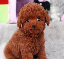 泰迪犬卖多少钱一只