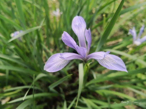 马兰开花二十一,整首童谣是什么