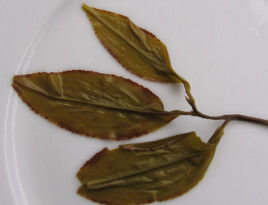 乌龙茶的绿底红馕边是怎么形成的?