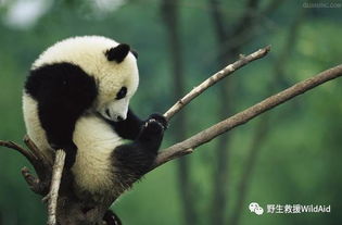 大熊猫的资料，大熊猫的资料说明文