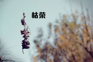 一岁一枯荣是什么意思