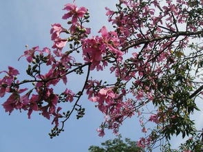 异木棉是什么树