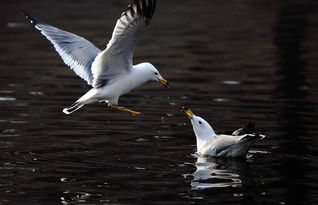雎鸠怎么读，雎鸠怎么读什么意思