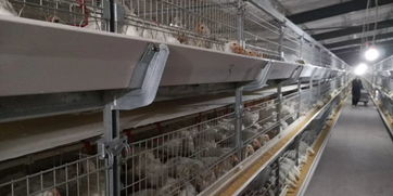 现在全自动养鸡一万只养殖成本要多少?