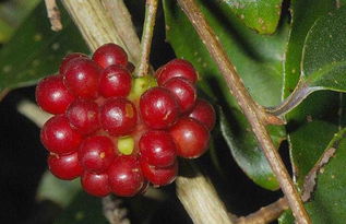 南五味子和北五味子的区别，南五味子和北五味子的区别功效