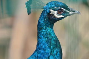 孔雀翎会有第二部吗