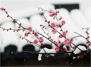 梅花这首诗，梅花这首诗是什么季节