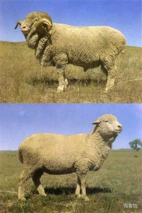 内蒙古羊品种，内蒙古羊品种排名