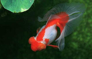 金鱼能长多大，金鱼能长多大能活多少年