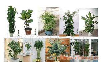 室内植物租摆，室内植物租摆设计方案