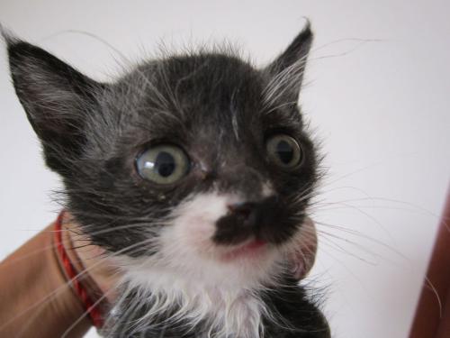 猫吓老鼠的叫声有么?