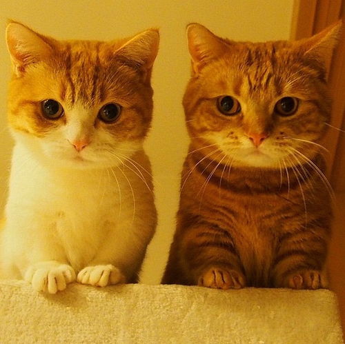 曼赤肯猫，曼赤肯猫多少钱一只