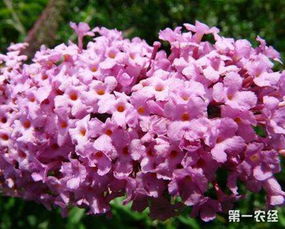 密蒙花的功效与作用