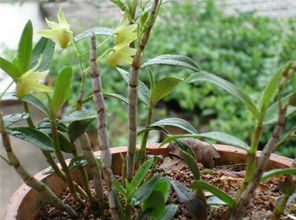 石斛有什么作用和功效 石斛功效作用详解