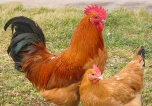 鸡英文怎么读，母鸡英文怎么读