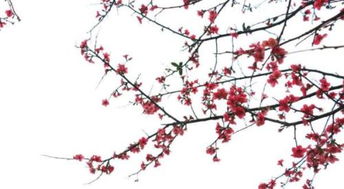 梅花的古诗，梅花的古诗100首