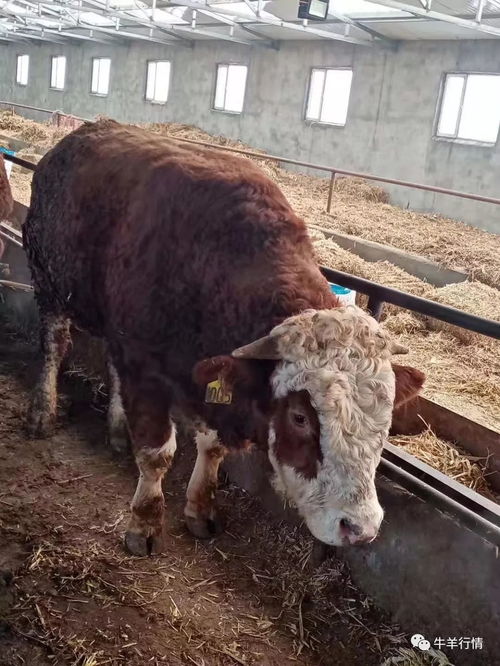 养牛喂酒糟，养牛喂酒糟好还是青饲料好