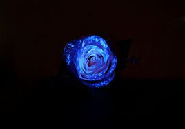 夜光玫瑰，夜光玫瑰花海在哪里