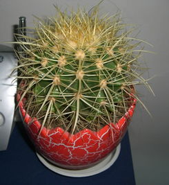 仙人球品种，仙人球品种图鉴