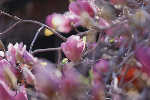 玉堂春花什么时候开花
