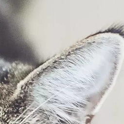 鸟不落树里面是红的还是白的