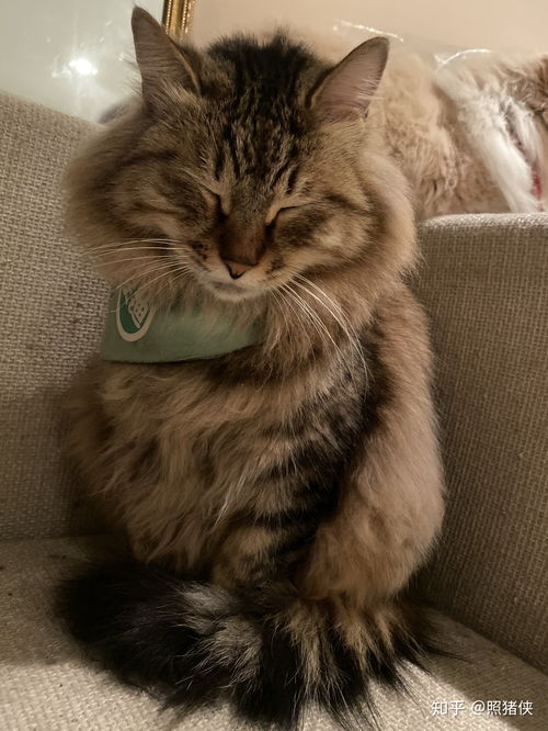 有人说我这是长毛狸花猫,我查了下确实是,但是不知道品种纯不纯?_百度