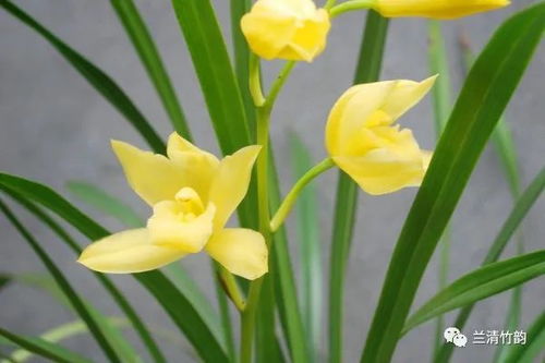 四季兰花怎么养，四季兰花怎么养用什么土
