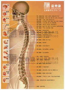 腰椎l4l5位置真人图，腰椎l4l5位置真人图片
