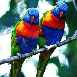 一个九一个鸟念什么，一个九一个鸟念什么粤语