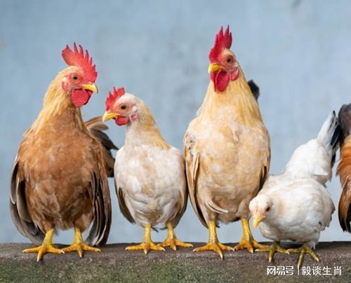 鸡为什么是龙的贵人