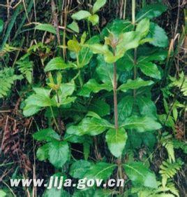 北沙参(珊瑚菜)有哪些特征?