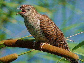 布谷鸟叫，布谷鸟叫有什么征兆