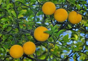 "橘生淮南则为橘,生于淮北则为枳"是什么意思?