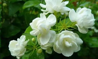 茉莉花几月开，茉莉花几月开花一年开几次