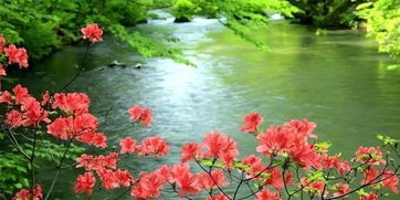 春天有哪些景物