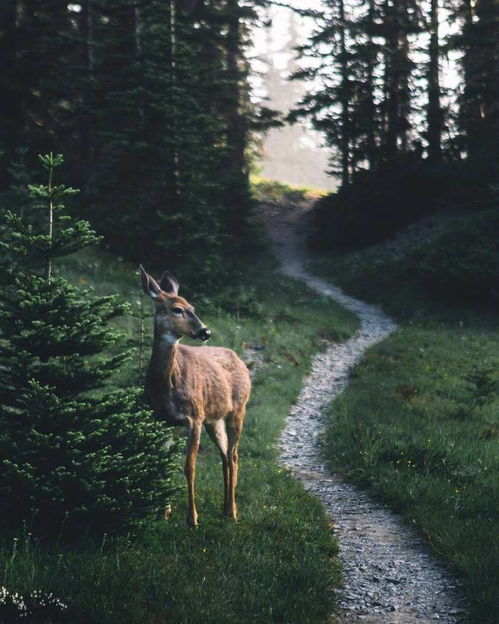 林深时见鹿什么意思 林深时见鹿的意思是什么