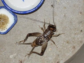 蟋蟀的叫声如何形容