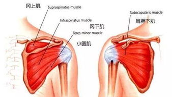 肩袖肌群的活动及名称