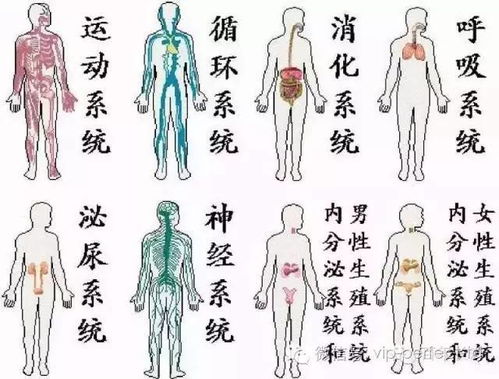 人体的八大系统，人体的八大系统的组成和功能