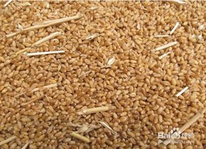 大麦有哪些功效和食疗方法?