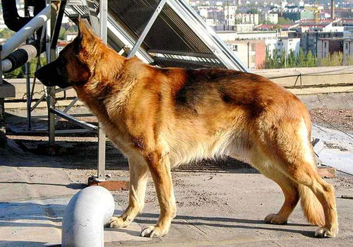 军犬一般是什么品种